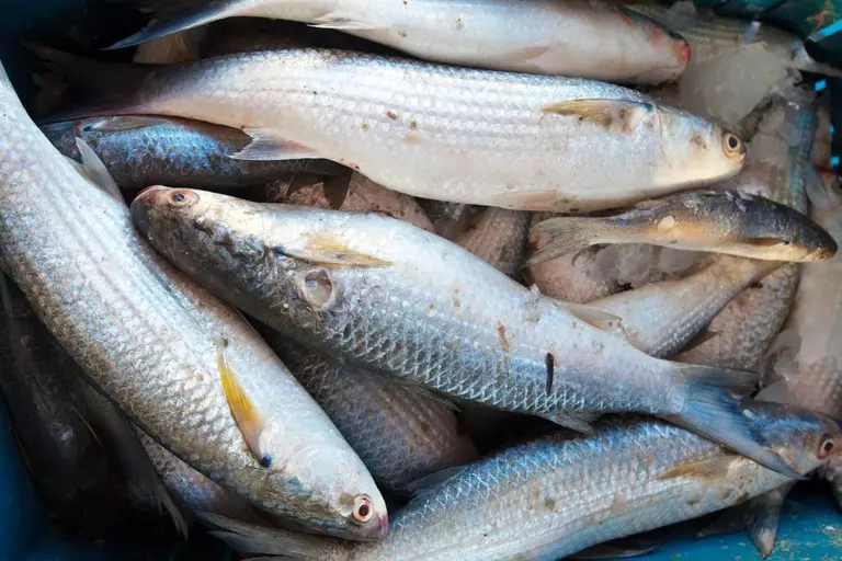 PESCADO NA MERENDA ][ PNAE: Formulário avalia consumo de peixe na escola para ampliar oferta
